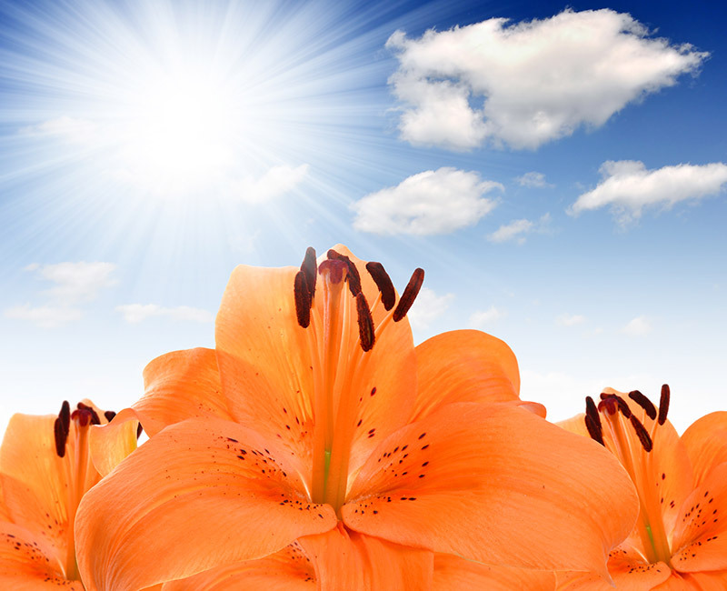 flower arrangement flowers